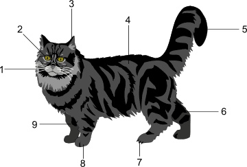 cat02 cat02.jpg